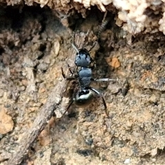 Polyrhachis sp. (genus) at Taylors Flat, NSW - 21 Sep 2024 10:47 AM