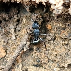 Polyrhachis sp. (genus) at Taylors Flat, NSW - 21 Sep 2024