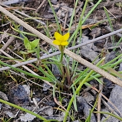 Cicendia quadrangularis (Oregon Timwort) at Taylors Flat, NSW - 21 Sep 2024 by trevorpreston