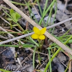 Cicendia quadrangularis at Taylors Flat, NSW - 21 Sep 2024