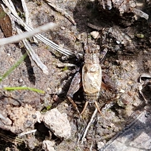 Bobilla sp. (genus) at Taylors Flat, NSW - 21 Sep 2024 10:42 AM