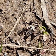 Bobilla sp. (genus) (A Small field cricket) at Taylors Flat, NSW - 21 Sep 2024 by trevorpreston