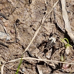 Bobilla sp. (genus) at Taylors Flat, NSW - 21 Sep 2024