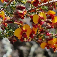 Dillwynia phylicoides (A Parrot-pea) at Taylors Flat, NSW - 21 Sep 2024 by trevorpreston