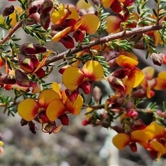 Dillwynia phylicoides at Taylors Flat, NSW - 21 Sep 2024