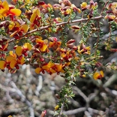 Dillwynia phylicoides at Taylors Flat, NSW - 21 Sep 2024 10:40 AM