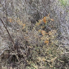 Dillwynia phylicoides at Taylors Flat, NSW - 21 Sep 2024 10:40 AM