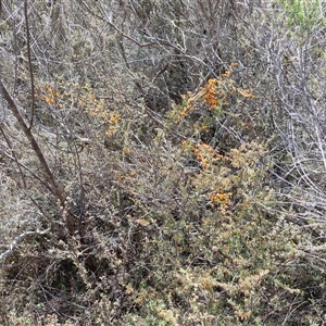 Dillwynia phylicoides at Taylors Flat, NSW - 21 Sep 2024