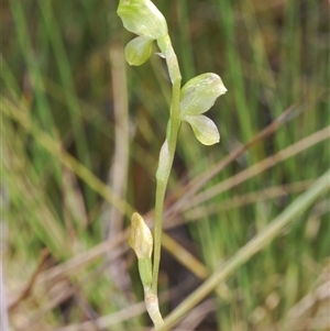 Hymenochilus muticus at Mount Hope, NSW - suppressed