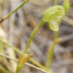 Hymenochilus muticus at Mount Hope, NSW - 19 Sep 2024