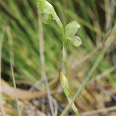 Hymenochilus muticus at Mount Hope, NSW - suppressed