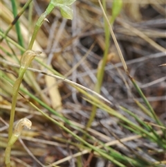 Hymenochilus muticus at Mount Hope, NSW - suppressed