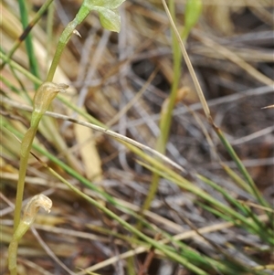 Hymenochilus muticus at Mount Hope, NSW - 19 Sep 2024