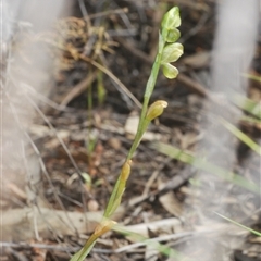 Hymenochilus muticus at Mount Hope, NSW - suppressed