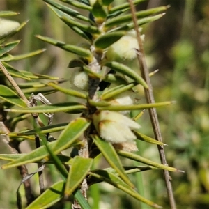 Melichrus urceolatus at Taylors Flat, NSW - 21 Sep 2024