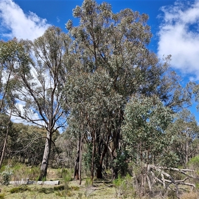 Eucalyptus macrorhyncha subsp. macrorhyncha (Red Stringybark) at Taylors Flat, NSW - 21 Sep 2024 by trevorpreston