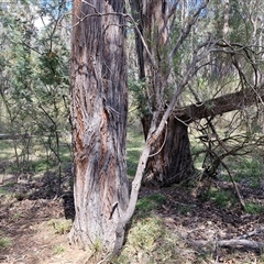 Eucalyptus macrorhyncha subsp. macrorhyncha at Taylors Flat, NSW - 21 Sep 2024