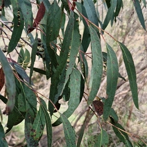 Eucalyptus macrorhyncha subsp. macrorhyncha at Taylors Flat, NSW - 21 Sep 2024