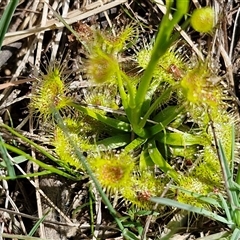 Drosera (genus) (A Sundew) at Taylors Flat, NSW - 21 Sep 2024 by trevorpreston