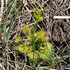 Drosera sp. at Taylors Flat, NSW - 21 Sep 2024 10:37 AM