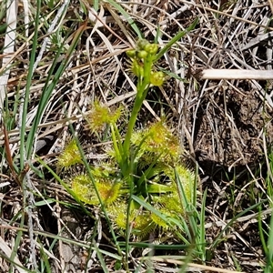 Drosera sp. at Taylors Flat, NSW - 21 Sep 2024 10:37 AM