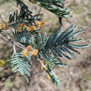 Acacia dealbata at Taylors Flat, NSW - 21 Sep 2024