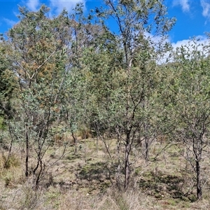 Acacia dealbata at Taylors Flat, NSW - 21 Sep 2024 10:36 AM