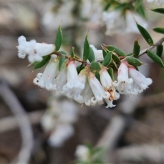 Leucopogon fletcheri subsp. brevisepalus (Twin Flower Beard-Heath) at Taylors Flat, NSW - 21 Sep 2024 by trevorpreston