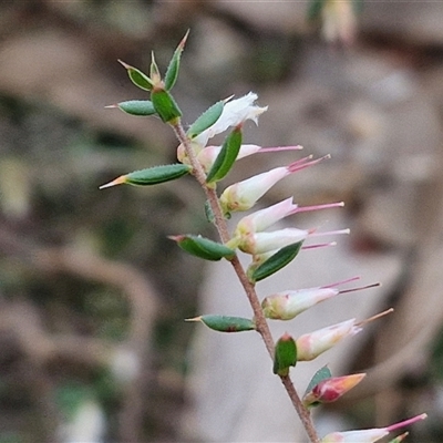 Styphelia fletcheri subsp. brevisepala (Twin Flower Beard-Heath) at Taylors Flat, NSW - 21 Sep 2024 by trevorpreston