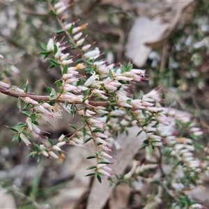 Styphelia fletcheri subsp. brevisepala at Taylors Flat, NSW - 21 Sep 2024