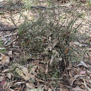 Styphelia fletcheri subsp. brevisepala at Taylors Flat, NSW - 21 Sep 2024