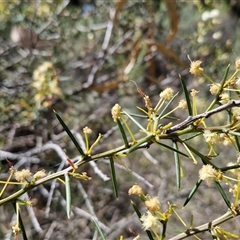 Acacia genistifolia at Taylors Flat, NSW - 21 Sep 2024 10:31 AM