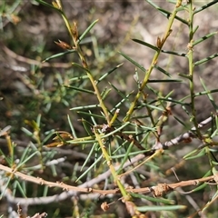 Acacia genistifolia at Taylors Flat, NSW - 21 Sep 2024