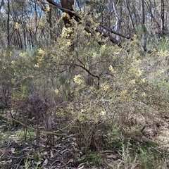 Acacia genistifolia at Taylors Flat, NSW - 21 Sep 2024