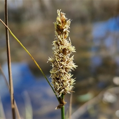 Carex appressa (Tall Sedge) at Taylors Flat, NSW - 21 Sep 2024 by trevorpreston