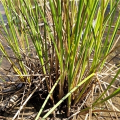 Carex appressa at Taylors Flat, NSW - 21 Sep 2024