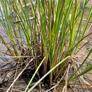 Carex appressa at Taylors Flat, NSW - 21 Sep 2024