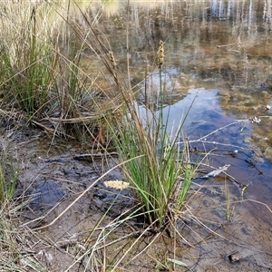 Carex appressa at Taylors Flat, NSW - 21 Sep 2024