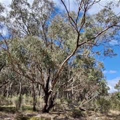 Eucalyptus goniocalyx subsp. goniocalyx (Long-leaved Box) at Taylors Flat, NSW - 21 Sep 2024 by trevorpreston