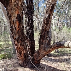 Eucalyptus goniocalyx subsp. goniocalyx at Taylors Flat, NSW - 21 Sep 2024