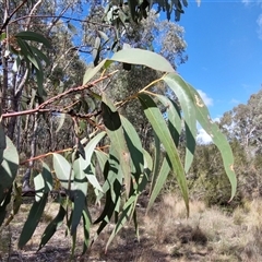 Eucalyptus goniocalyx subsp. goniocalyx at Taylors Flat, NSW - 21 Sep 2024