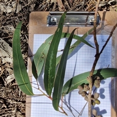 Eucalyptus goniocalyx subsp. goniocalyx at Taylors Flat, NSW - 21 Sep 2024 10:28 AM