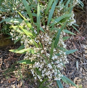 Zieria arborescens subsp. arborescens at Barren Grounds, NSW - 16 Sep 2024