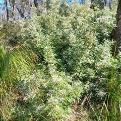 Zieria arborescens subsp. arborescens at Barren Grounds, NSW - 16 Sep 2024