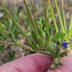 Erodium crinitum (Native Crowfoot) at Hawker, ACT - 21 Sep 2024 by sangio7