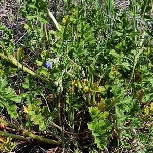 Erodium crinitum at Hawker, ACT - 21 Sep 2024