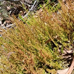 Selaginella uliginosa (Swamp Selaginella) at Barren Grounds, NSW - 16 Sep 2024 by plants