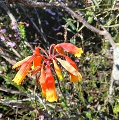 Blandfordia nobilis (Christmas Bells) at Barren Grounds, NSW - 16 Sep 2024 by plants