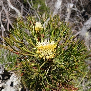 Isopogon anethifolius at Barren Grounds, NSW - 16 Sep 2024