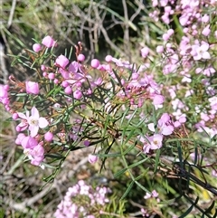 Boronia thujona at Barren Grounds, NSW - 16 Sep 2024 by plants